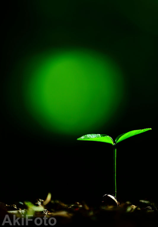 2.　AkiFoto ついにOpen !!!